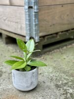 Zdjęcie rośliny Hoya Carnosa, ujęcie 3