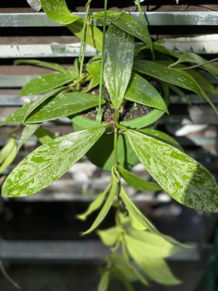 hoya-silver-spot_14x30-1_1621588294.jpg Zdjęcie rośliny Hoya Silver Spot, ujęcie 1