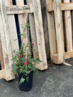 Zdjęcie rośliny Ipomoea purpurea quamoclit, ujęcie 1