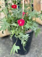 Zdjęcie rośliny Ipomoea purpurea quamoclit, ujęcie 2