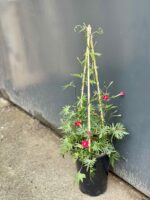 Zdjęcie rośliny Ipomoea purpurea quamoclit, ujęcie 3