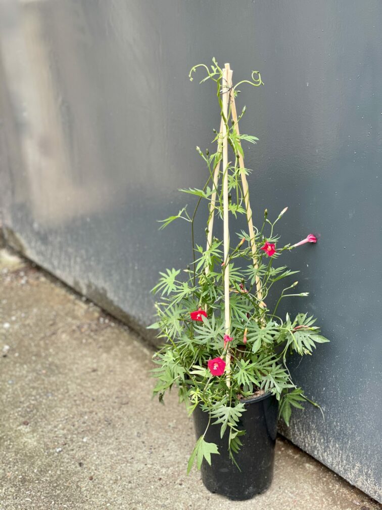 Zdjęcie rośliny Ipomoea purpurea quamoclit, ujęcie 3