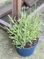 Zdjęcie rośliny Lavandula angustifolia, ujęcie 1