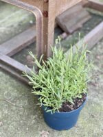 Zdjęcie rośliny Lavandula angustifolia, ujęcie 2