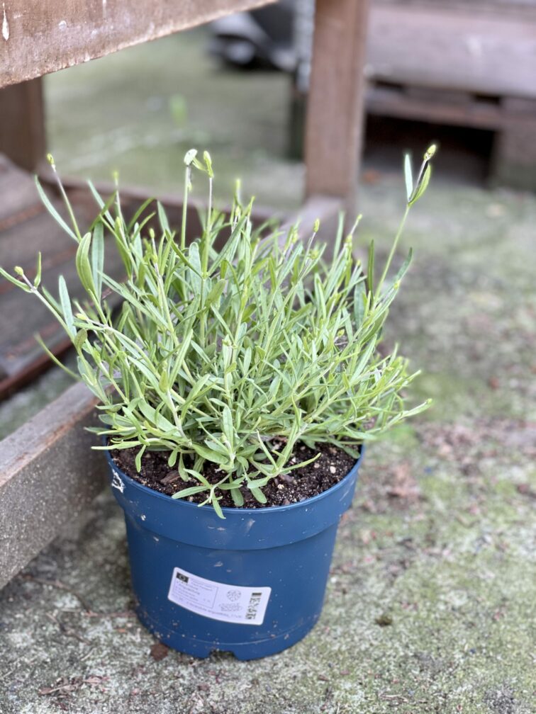 Zdjęcie rośliny Lavandula angustifolia, ujęcie 3