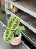 Zdjęcie rośliny Maranta depressa hybrid, ujęcie 1