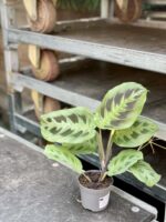 Zdjęcie rośliny Maranta depressa hybrid, ujęcie 2