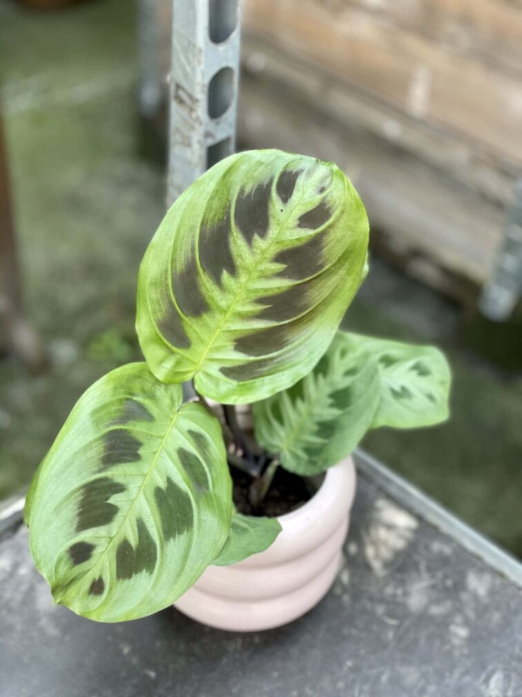 Zdjęcie rośliny Maranta depressa hybrid, ujęcie 3