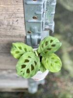 Zdjęcie rośliny Marantha Leuconeura Kerchoveana, ujęcie 1