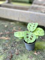 Zdjęcie rośliny Marantha Leuconeura Kerchoveana, ujęcie 3