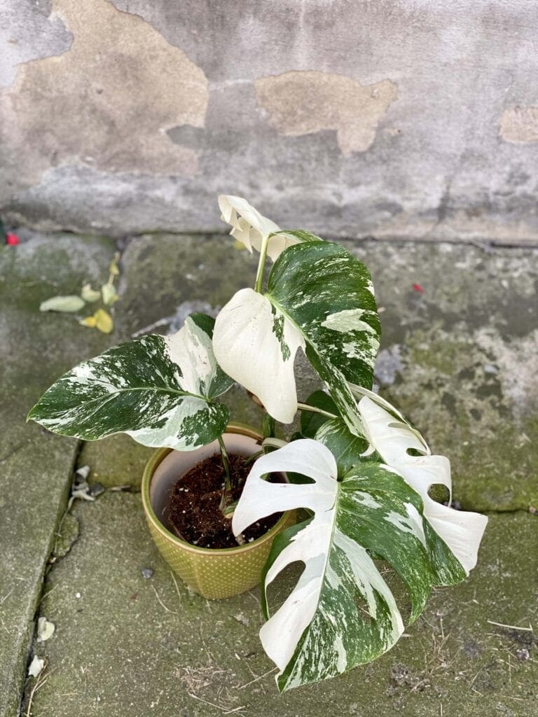 Monstera variegata od Jungle Boogie