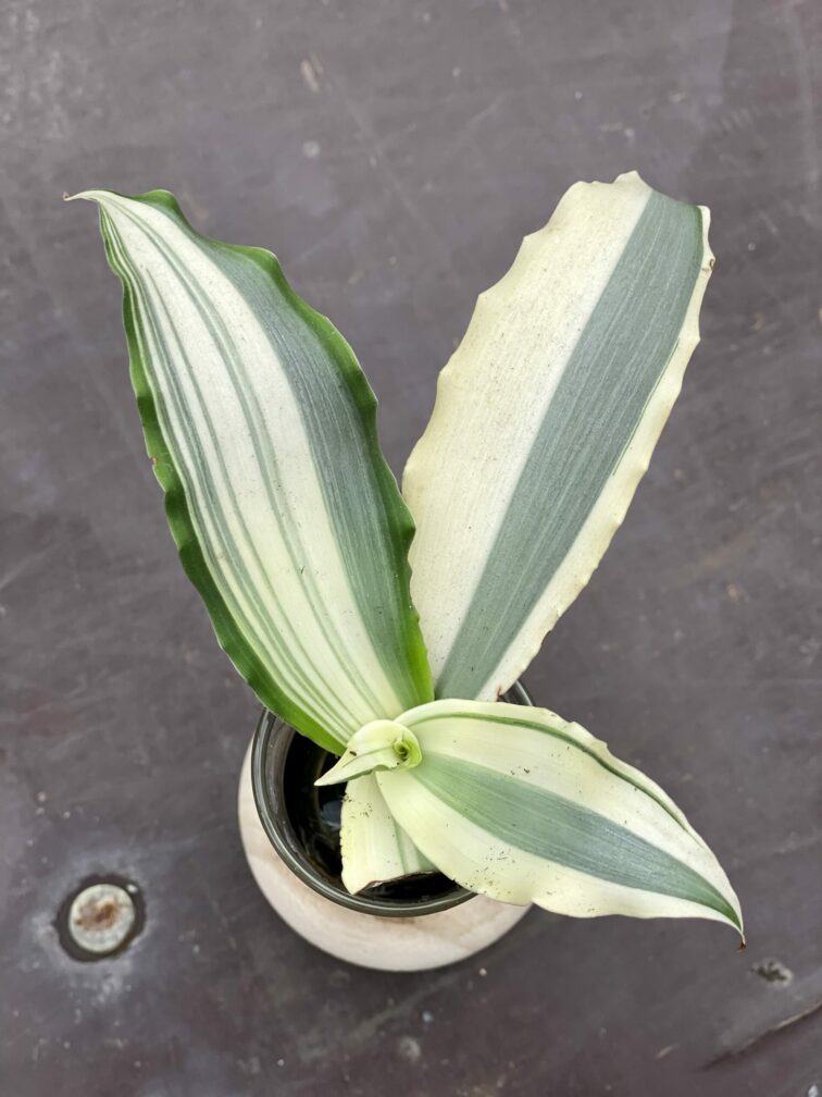 murdannia-loriformis-variegata_1-1_1621942864.jpg Zdjęcie rośliny Murdannia loriformis variegata, ujęcie 1