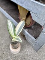 Zdjęcie rośliny Murdannia loriformis variegata, ujęcie 2