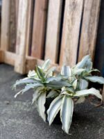 Zdjęcie rośliny Murdannia loriformis variegata, ujęcie 2