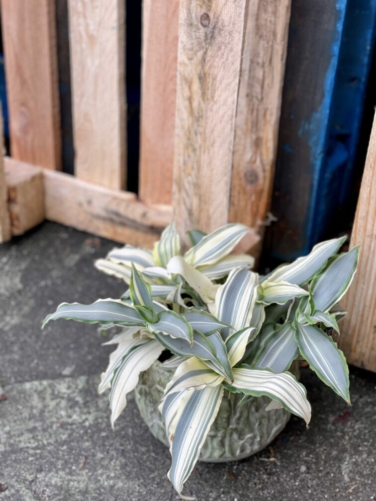 Zdjęcie rośliny Murdannia loriformis variegata, ujęcie 3