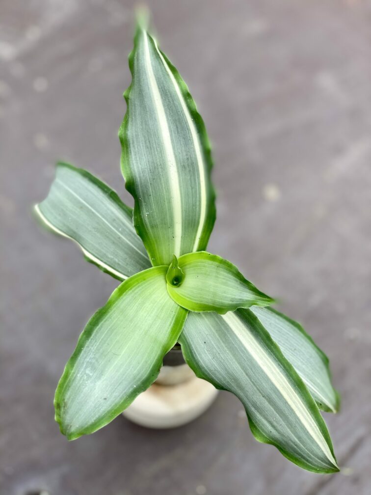 murdannia-loriformis-variegata_2-1_1621942884.jpg Zdjęcie rośliny Murdannia loriformis variegata, ujęcie 1