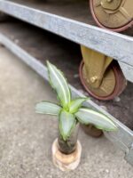 Zdjęcie rośliny Murdannia loriformis variegata, ujęcie 2