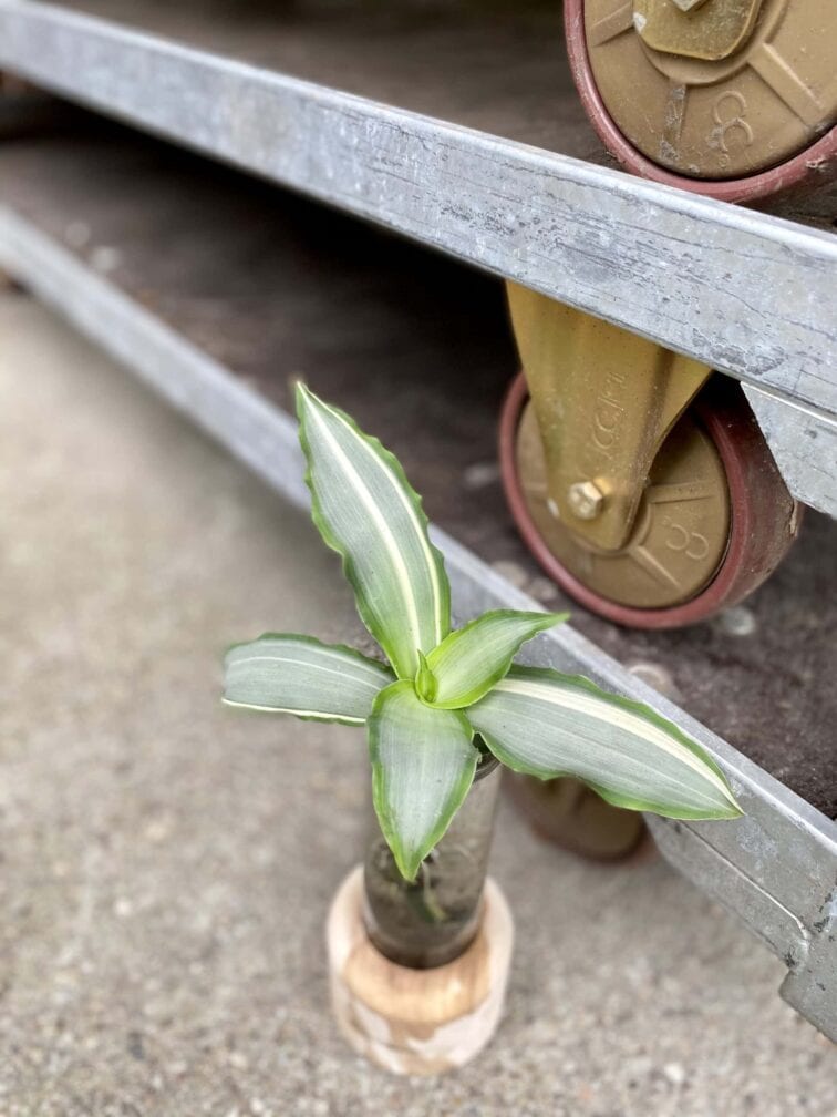 Zdjęcie rośliny Murdannia loriformis variegata, ujęcie 2