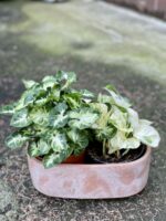 Zdjęcie doniczki lub oslonki: Osłonka Clay Long 12x11&nbsp;cm, ujęcie 3
