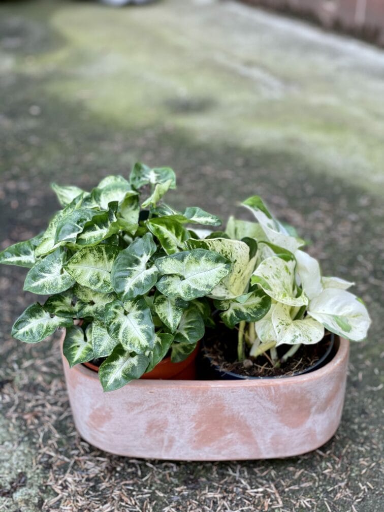Zdjęcie doniczki lub oslonki: Osłonka Clay Long 12x11&nbsp;cm, ujęcie 3