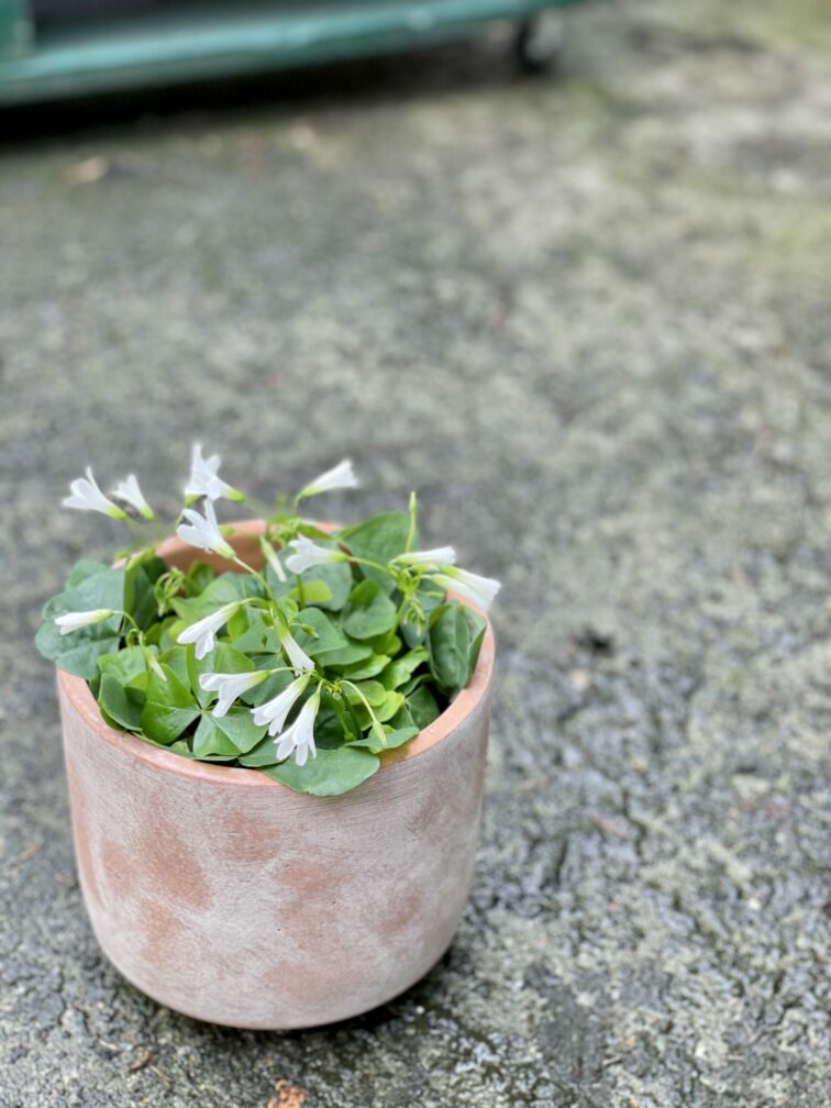 Zdjęcie doniczki lub oslonki: Osłonka Clay 14x15&nbsp;cm, ujęcie 2