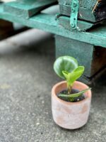 Zdjęcie doniczki lub oslonki: Osłonka Clay 6x8&nbsp;cm, ujęcie 2
