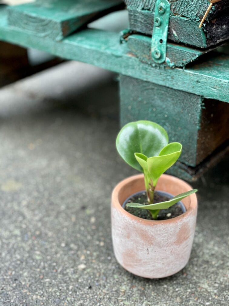 Zdjęcie doniczki lub oslonki: Osłonka Clay 6x8&nbsp;cm, ujęcie 2