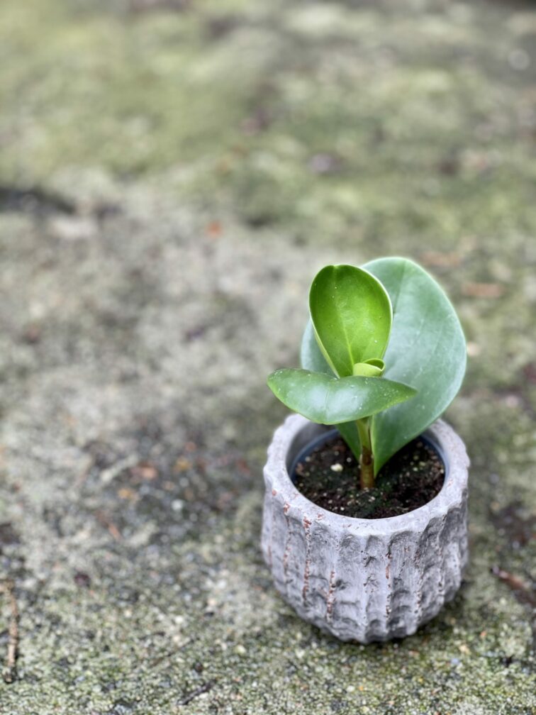 Zdjęcie doniczki lub oslonki: Osłonka Earth 6x7&nbsp;cm, ujęcie 2