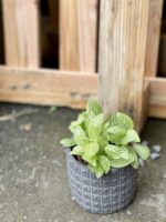 Zdjęcie doniczki lub oslonki: Osłonka Granat 9x9&nbsp;cm, ujęcie 2