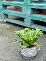 Zdjęcie doniczki lub oslonki: Osłonka Portyk 12x12&nbsp;cm, ujęcie 2