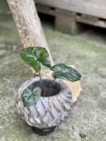 Zdjęcie doniczki lub oslonki: Osłonka Smardz 8x14&nbsp;cm, ujęcie 2