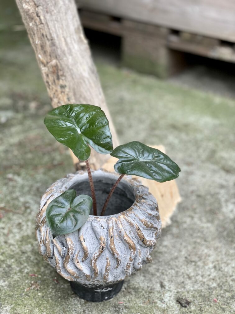 Zdjęcie doniczki lub oslonki: Osłonka Smardz 8x14&nbsp;cm, ujęcie 2