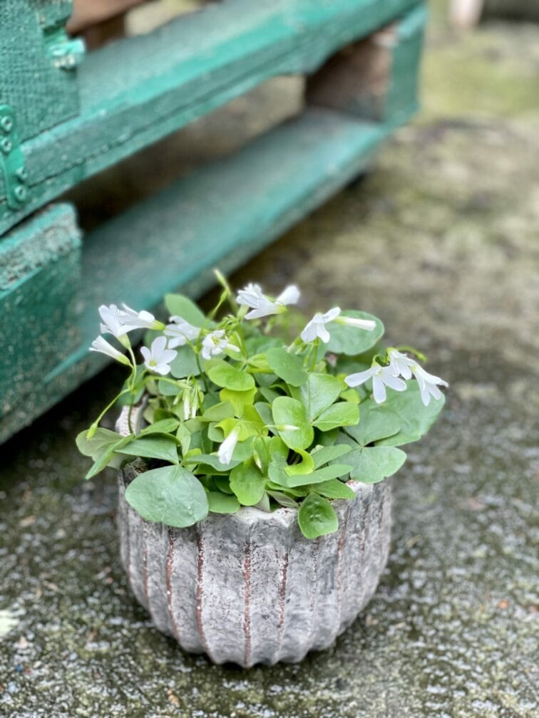 oxalis-triangularis-mijke-ikigai_12x20-1_1620373491.jpg Zdjęcie rośliny Oxalis triangularis Mijke Ikigai, ujęcie 1