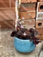 Zdjęcie rośliny Oxalis Triangularis (Szczawik trójlistny), ujęcie 1