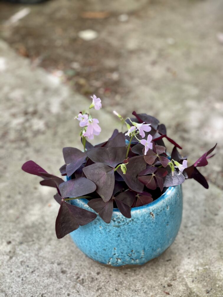 Zdjęcie rośliny Oxalis Triangularis (Szczawik trójlistny), ujęcie 2