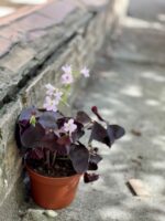 Zdjęcie rośliny Oxalis Triangularis (Szczawik trójlistny), ujęcie 3