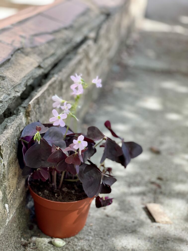 Zdjęcie rośliny Oxalis Triangularis (Szczawik trójlistny), ujęcie 3
