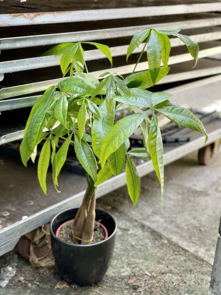 Zdjęcie rośliny Pachira Aquatica (Pachira Wodna), ujęcie 1