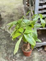 Zdjęcie rośliny Pachira Aquatica (Pachira Wodna), ujęcie 2