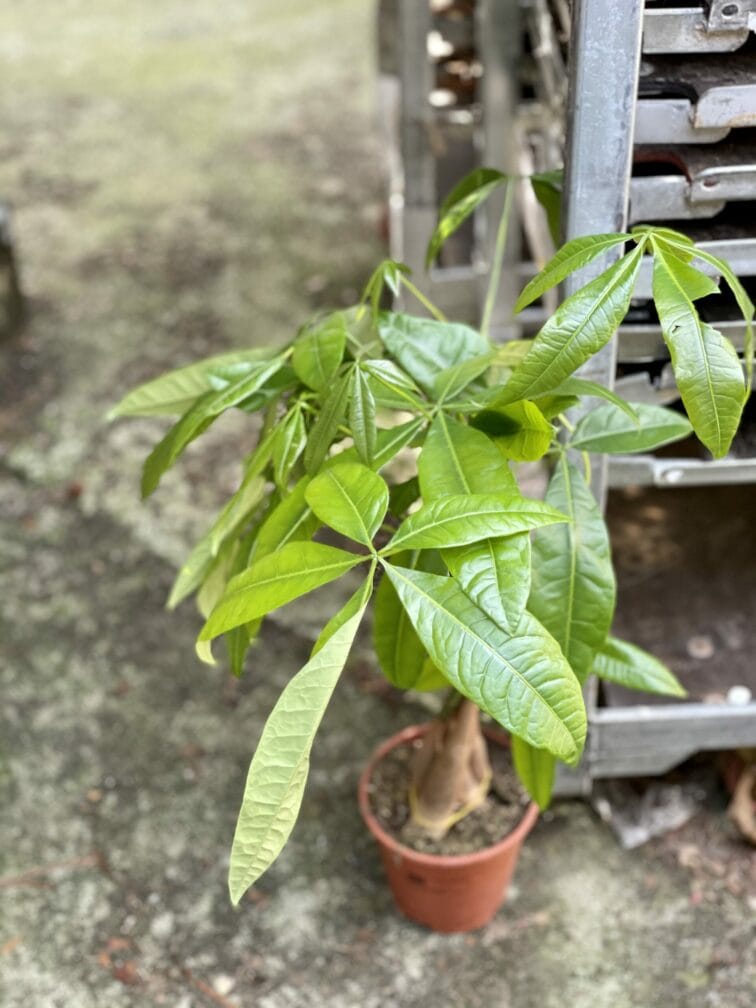 Zdjęcie rośliny Pachira Aquatica (Pachira Wodna), ujęcie 2