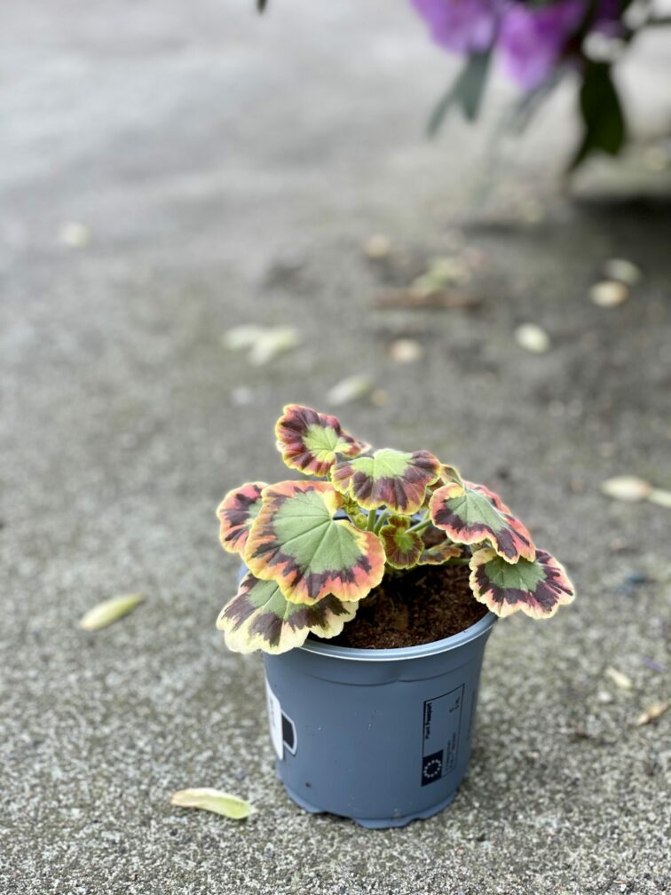 Zdjęcie rośliny Pelargonium Leaf Contrast, ujęcie 2