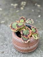Zdjęcie rośliny Pelargonium Leaf Contrast, ujęcie 3