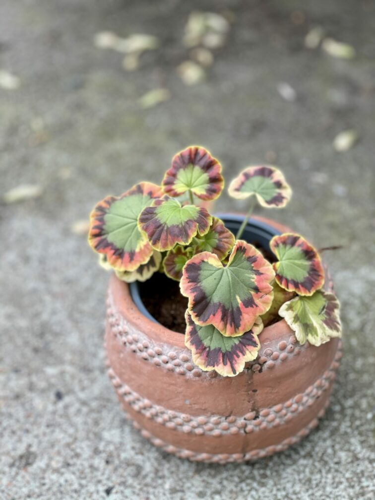 Zdjęcie rośliny Pelargonium Leaf Contrast, ujęcie 3