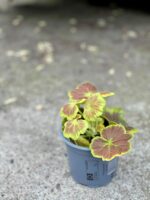 Zdjęcie rośliny Pelargonium Occold Shield, ujęcie 2