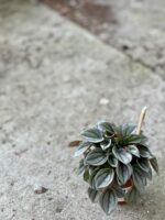 Zdjęcie rośliny Peperomia Napoli Nights, ujęcie 2