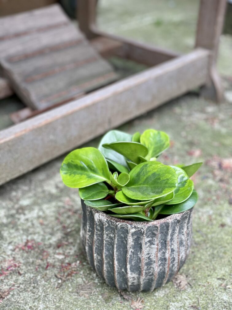 peperomia-obtusifolia-lime_11x25-1_1620987457.jpg Zdjęcie rośliny Peperomia obtusifolia Lime, ujęcie 1