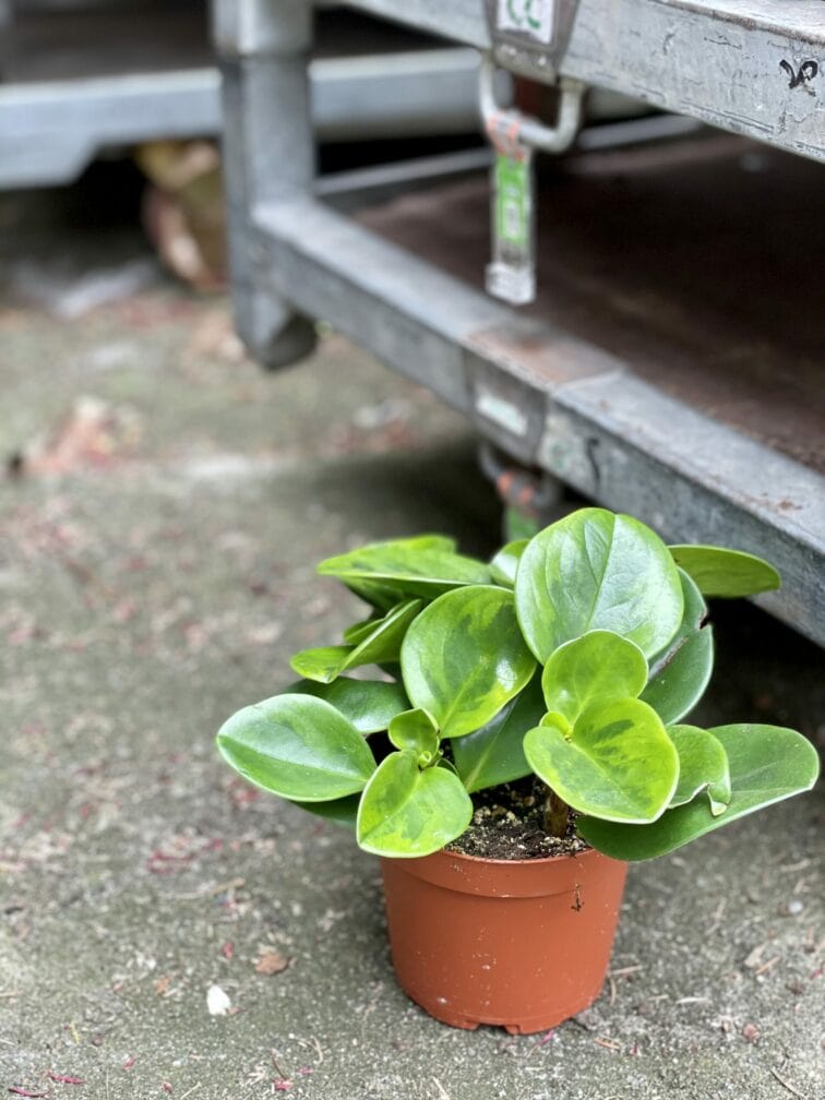 Zdjęcie rośliny Peperomia obtusifolia Lime, ujęcie 2