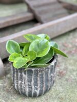 Zdjęcie rośliny Peperomia obtusifolia Lime, ujęcie 3