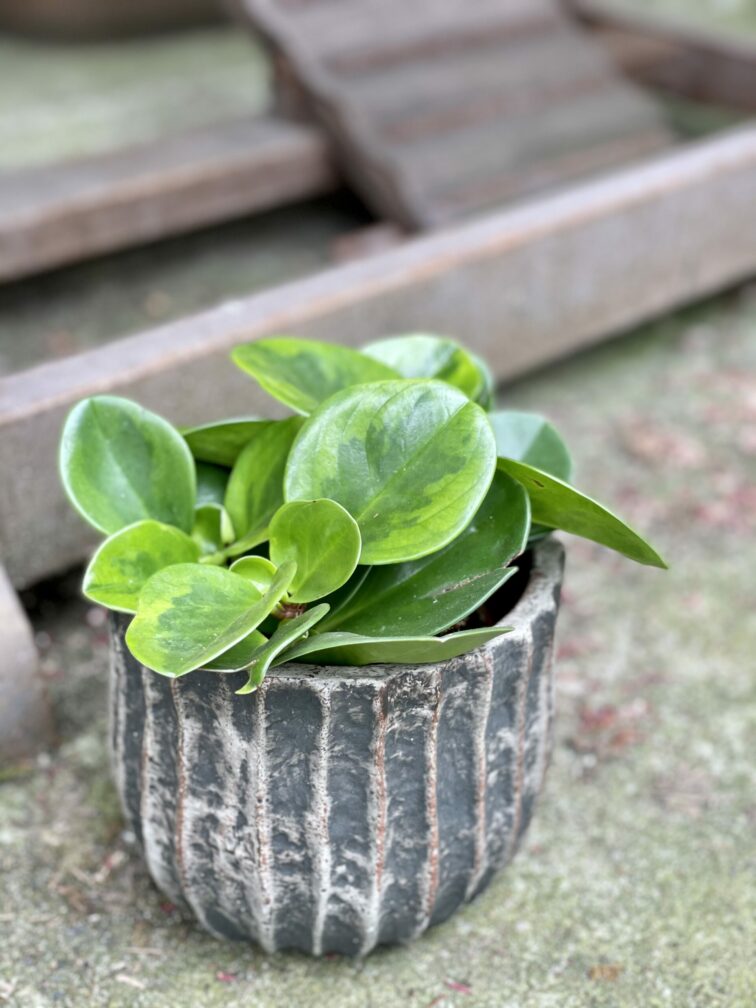 Zdjęcie rośliny Peperomia obtusifolia Lime, ujęcie 3
