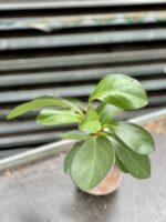 Zdjęcie rośliny Peperomia obtusifolia Red Margin, ujęcie 1